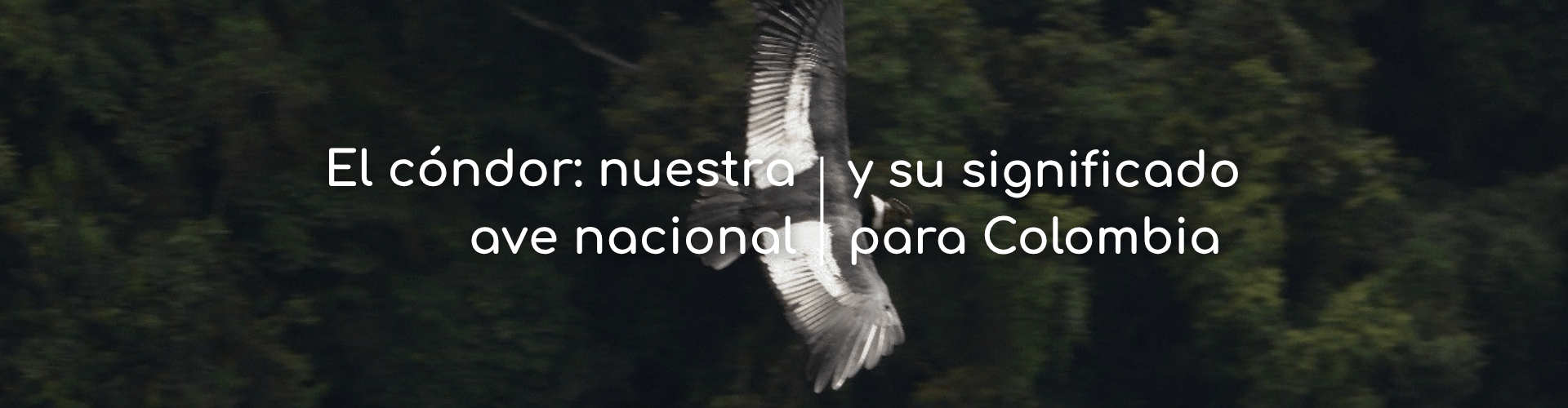ave nacional